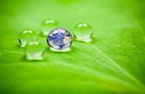 Leaf